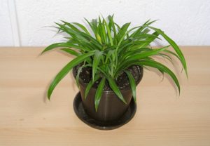 choices for air purifying indoor plants for small apartments